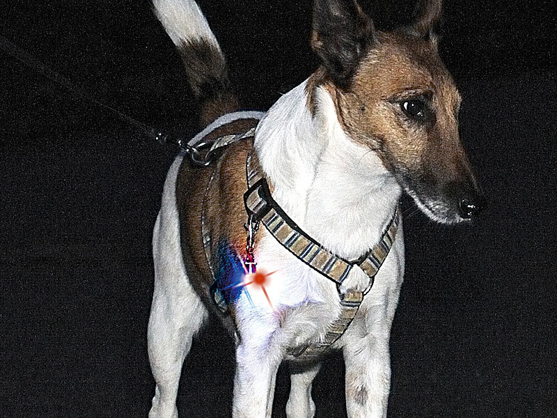 ; Halsbänder für Katze, Blinkende Halsbänder für Katzen und HundeKatzen-Sicherheitshalsbänder ReflektierendHunde Leuchthalsband LEDHundehalsbänder für HundeleinenHalsband für HaustiereWelpenhalsbänderBeleuchtungs verstellbare Blinken Nachts Anhänger einstellbare LeuchtschläucheReflektierende HalsbänderSafety HalsbänderLeuchtringe Sicherheits leuchtende Blink Sicherheitslichter verstellbare LightsLeuchtende Halsbänder Halsbänder für Katze, Blinkende Halsbänder für Katzen und HundeKatzen-Sicherheitshalsbänder ReflektierendHunde Leuchthalsband LEDHundehalsbänder für HundeleinenHalsband für HaustiereWelpenhalsbänderBeleuchtungs verstellbare Blinken Nachts Anhänger einstellbare LeuchtschläucheReflektierende HalsbänderSafety HalsbänderLeuchtringe Sicherheits leuchtende Blink Sicherheitslichter verstellbare LightsLeuchtende Halsbänder 