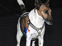 ; Halsbänder für Katze, Blinkende Halsbänder für Katzen und HundeKatzen-Sicherheitshalsbänder ReflektierendHunde Leuchthalsband LEDHundehalsbänder für HundeleinenHalsband für HaustiereWelpenhalsbänderBeleuchtungs verstellbare Blinken Nachts Anhänger einstellbare LeuchtschläucheReflektierende HalsbänderSafety HalsbänderLeuchtringe Sicherheits leuchtende Blink Sicherheitslichter verstellbare LightsLeuchtende Halsbänder Halsbänder für Katze, Blinkende Halsbänder für Katzen und HundeKatzen-Sicherheitshalsbänder ReflektierendHunde Leuchthalsband LEDHundehalsbänder für HundeleinenHalsband für HaustiereWelpenhalsbänderBeleuchtungs verstellbare Blinken Nachts Anhänger einstellbare LeuchtschläucheReflektierende HalsbänderSafety HalsbänderLeuchtringe Sicherheits leuchtende Blink Sicherheitslichter verstellbare LightsLeuchtende Halsbänder 