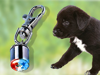 ; Halsbänder für Katze, Blinkende Halsbänder für Katzen und HundeKatzen-Sicherheitshalsbänder ReflektierendHunde Leuchthalsband LEDHundehalsbänder für HundeleinenHalsband für HaustiereWelpenhalsbänderBeleuchtungs verstellbare Blinken Nachts Anhänger einstellbare LeuchtschläucheReflektierende HalsbänderSafety HalsbänderLeuchtringe Sicherheits leuchtende Blink Sicherheitslichter verstellbare LightsLeuchtende Halsbänder Halsbänder für Katze, Blinkende Halsbänder für Katzen und HundeKatzen-Sicherheitshalsbänder ReflektierendHunde Leuchthalsband LEDHundehalsbänder für HundeleinenHalsband für HaustiereWelpenhalsbänderBeleuchtungs verstellbare Blinken Nachts Anhänger einstellbare LeuchtschläucheReflektierende HalsbänderSafety HalsbänderLeuchtringe Sicherheits leuchtende Blink Sicherheitslichter verstellbare LightsLeuchtende Halsbänder 